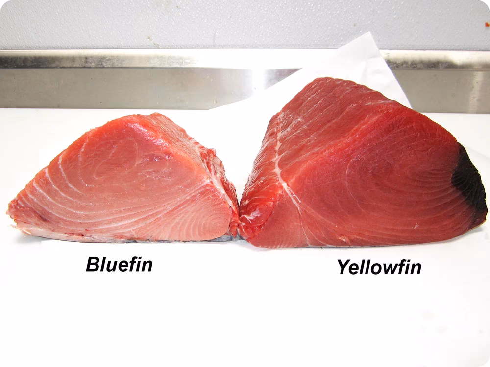 Is bluefin a good fish for sushi?