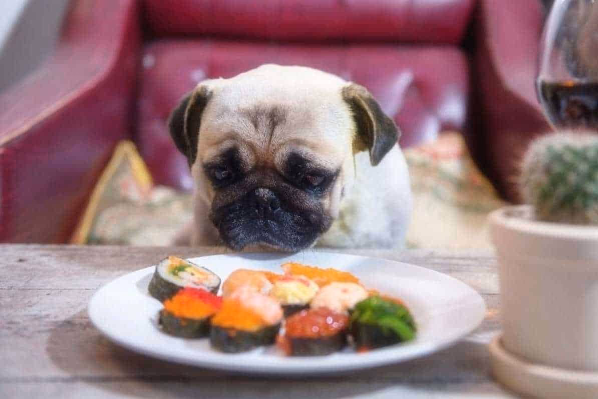 Can dogs have sushi names?