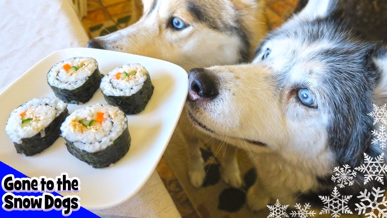 Is sushi poisonous to dogs?