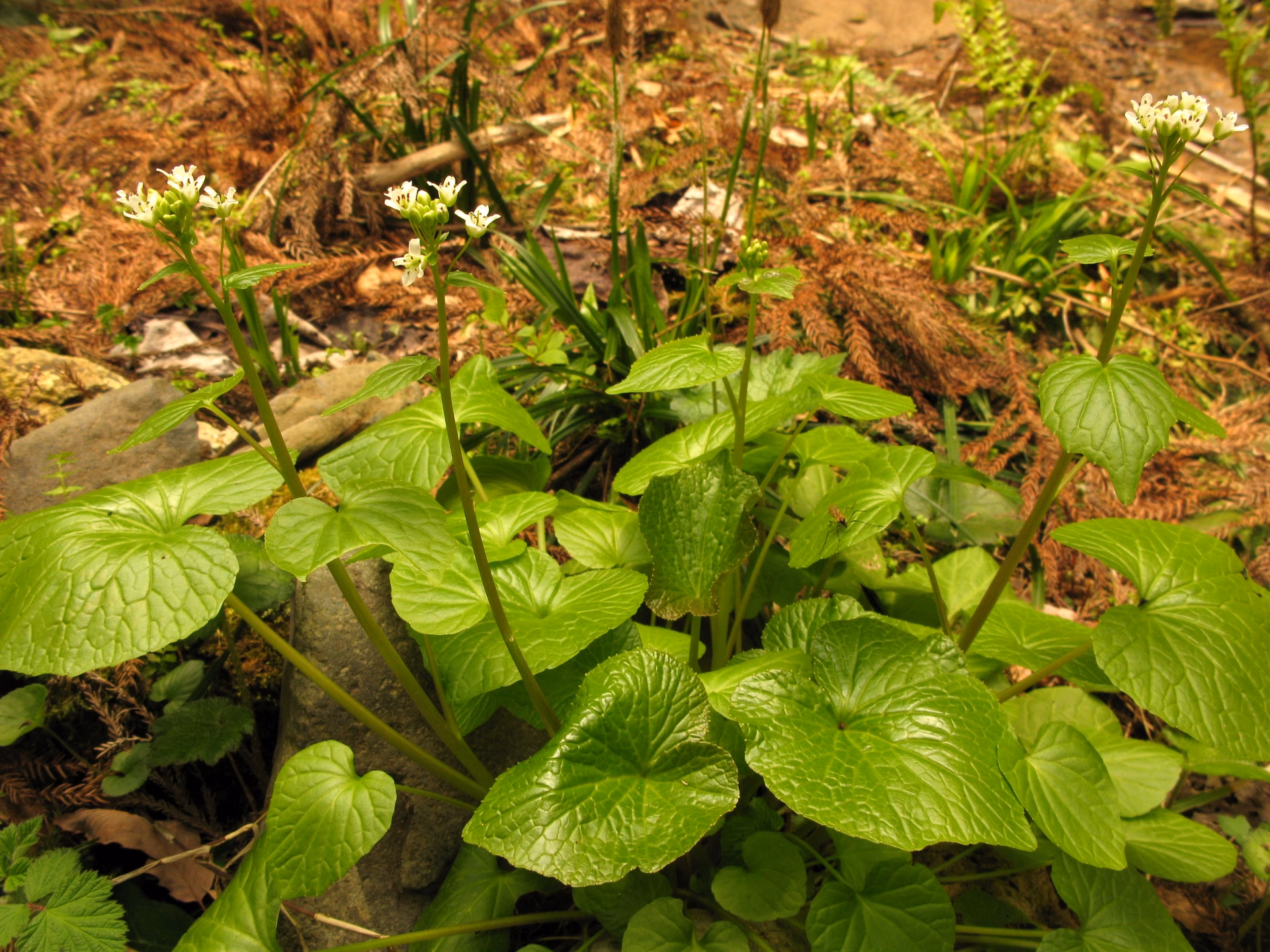 ¿Cuál es el sabor del wasabi auténtico?