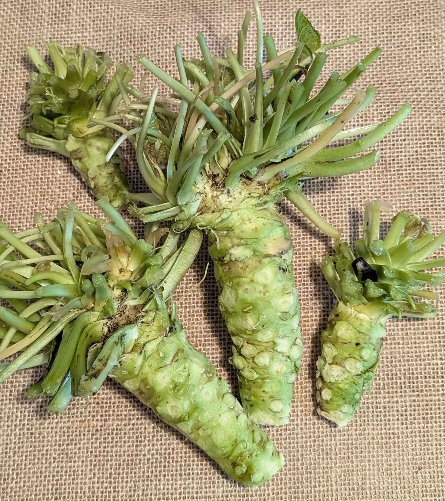 Where do you buy wasabi from?