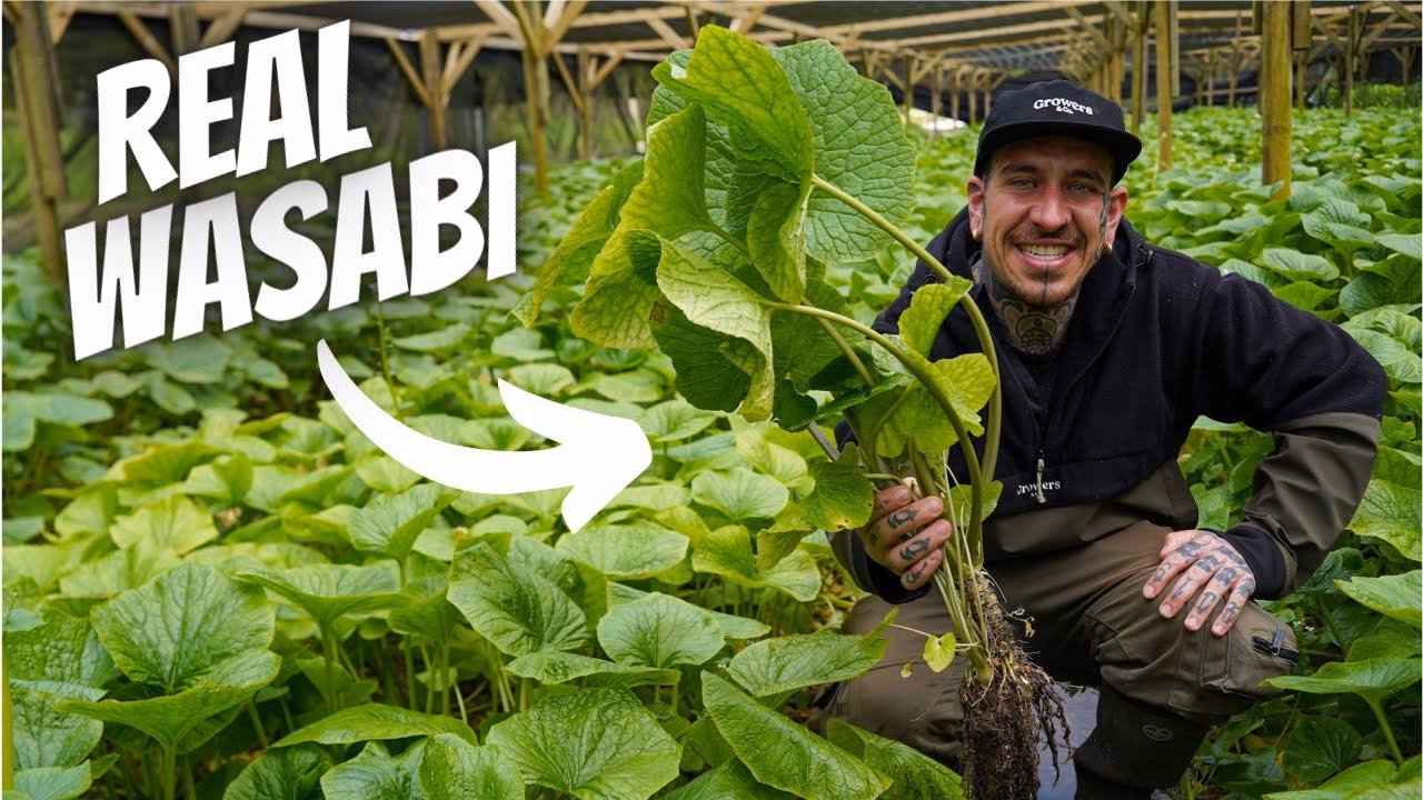 Can you grow wasabi in the UK?