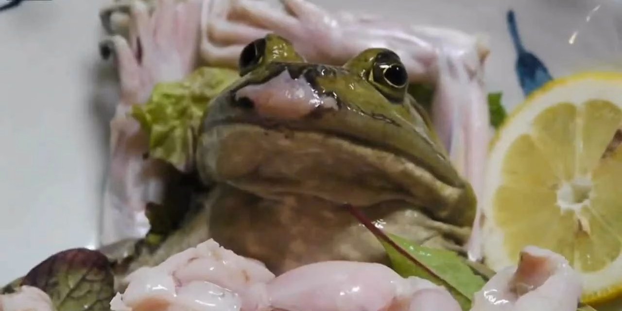 Where can I eat frog sashimi in Tokyo?