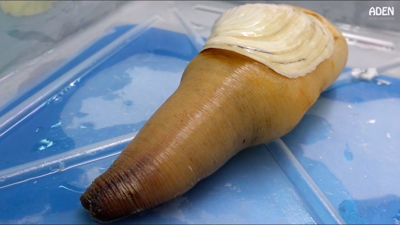 How do you score a geoduck sashimi?