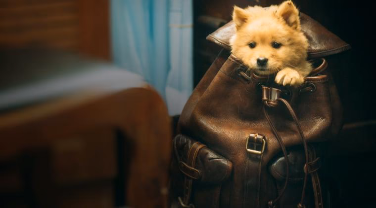 ¿Cómo termina la vida de Hachi?