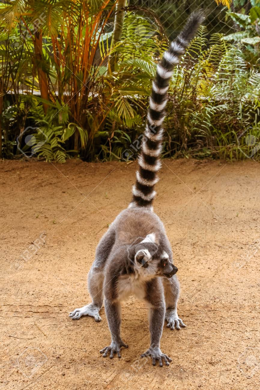 Quels sont les différents types de Maki ?