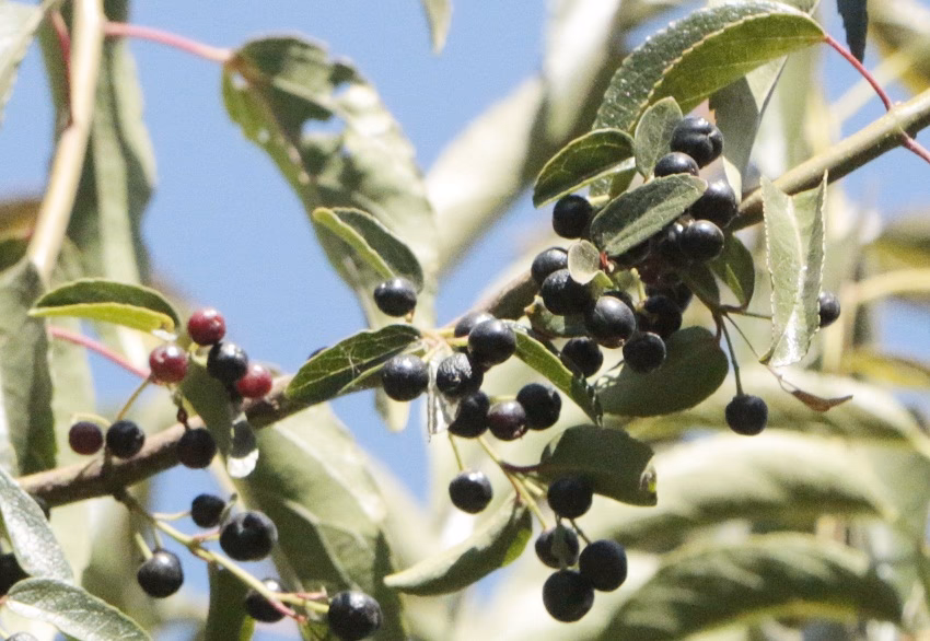 ¿Cómo se llama la chicha de Maki?