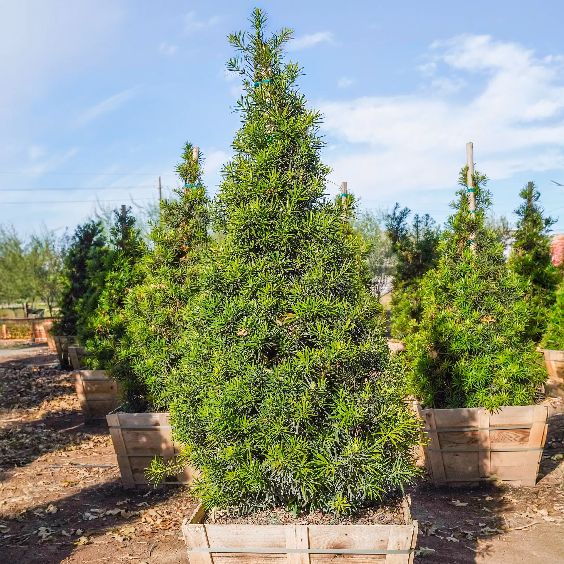 Can Chinese Podocarpus 'Maki' be propagated?