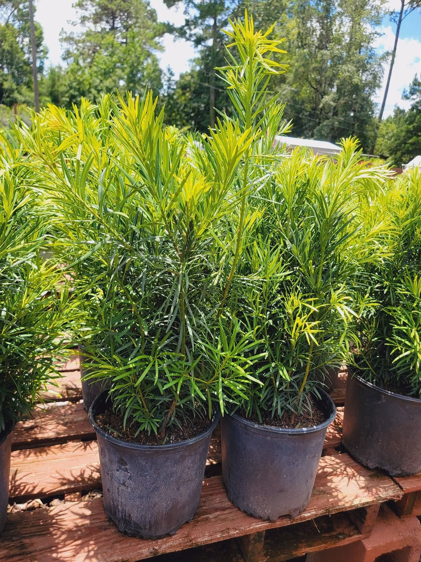 What does Podocarpus look like?