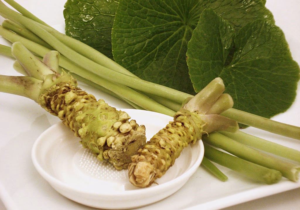 ¿Cómo cuidar la planta de wasabi?