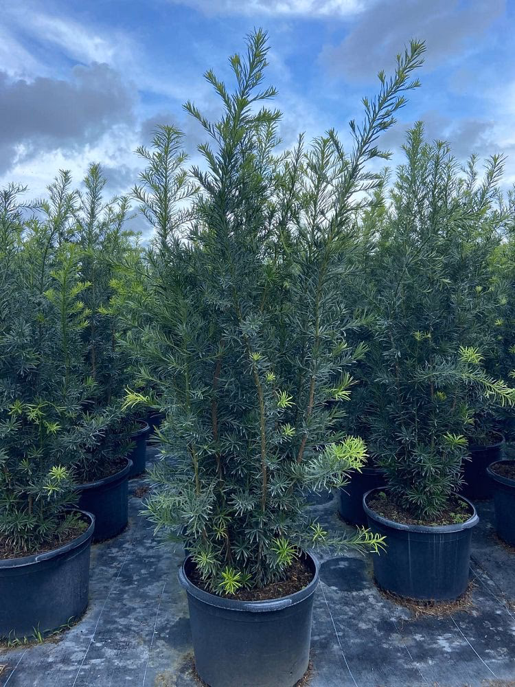 Are Podocarpus Maki berries edible?