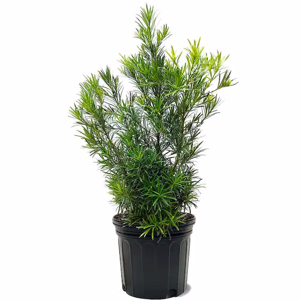 What size Podocarpus should I buy?