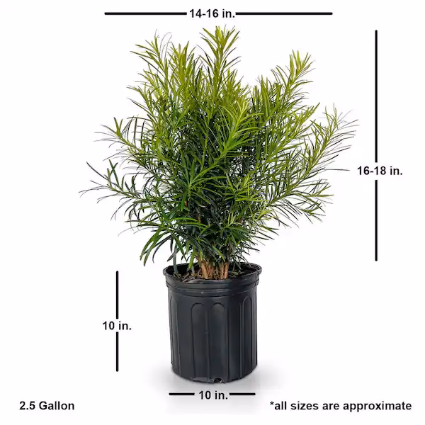 What is a Podocarpus shrub?