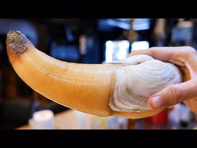 Is geoduck an aphrodisiac?