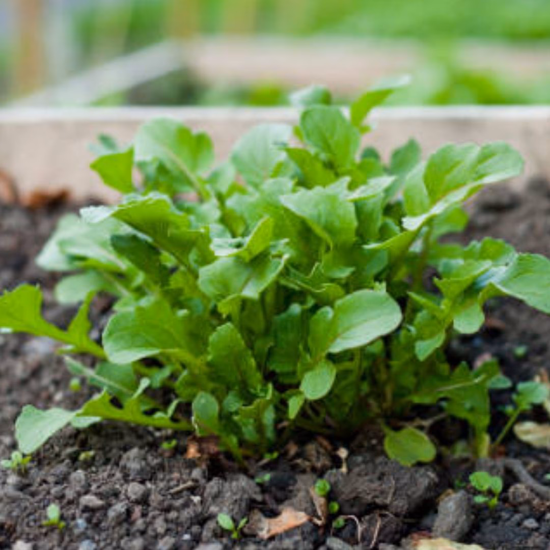 Comment cultiver de la roquette sauvage?