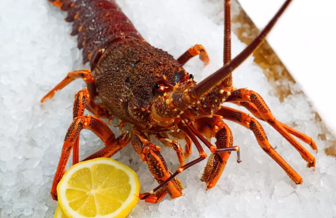 What is spiny rock lobster?