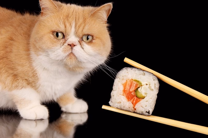 What is the Sushi Cat Wiki?