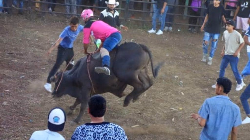 ¿Qué pasará con la matanza de toros?
