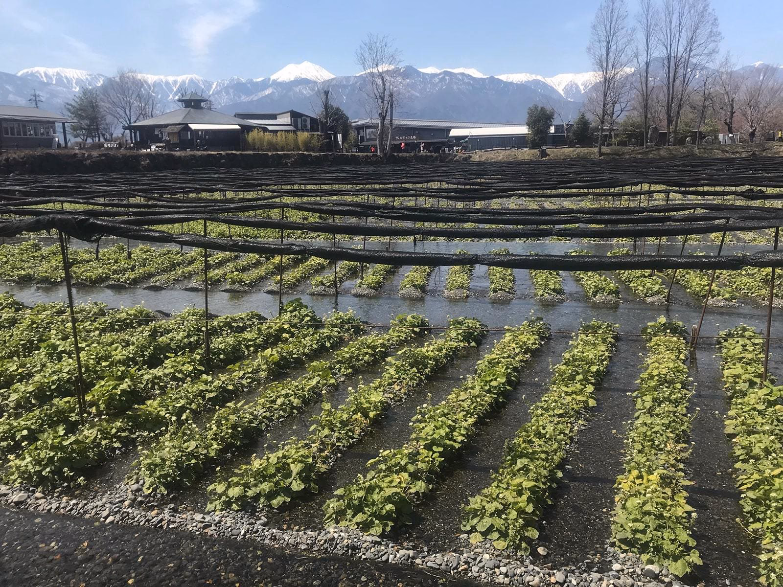 Where to eat wasabi outside of Matsumoto?