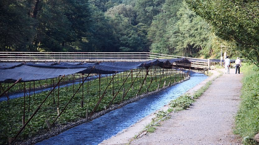 How does the wasabi farm work?