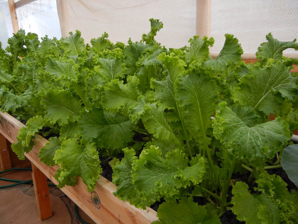 Does Booyong have wasabi lettuce?