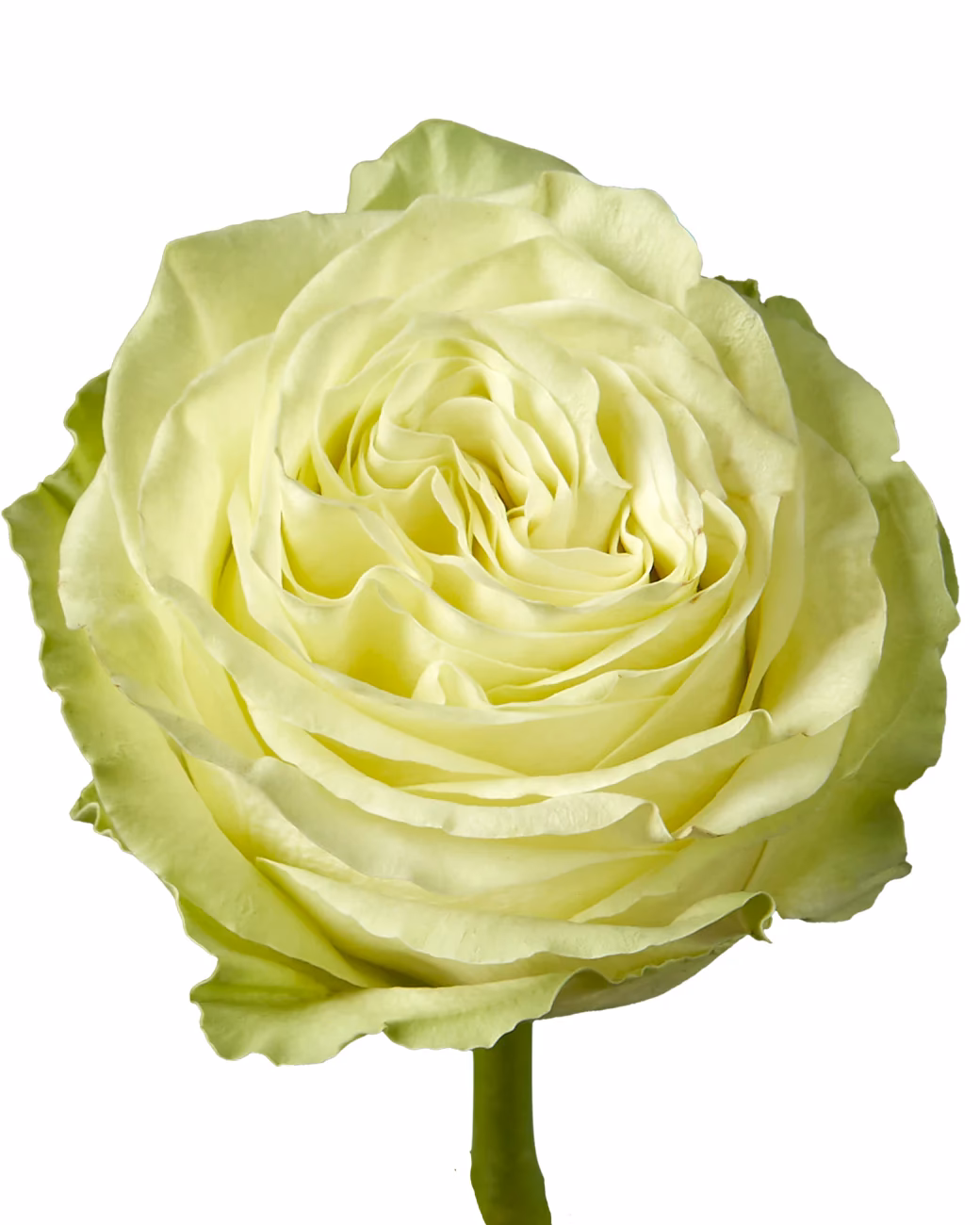 ¿Cuál es el color del rizoma de la planta de wasabi?