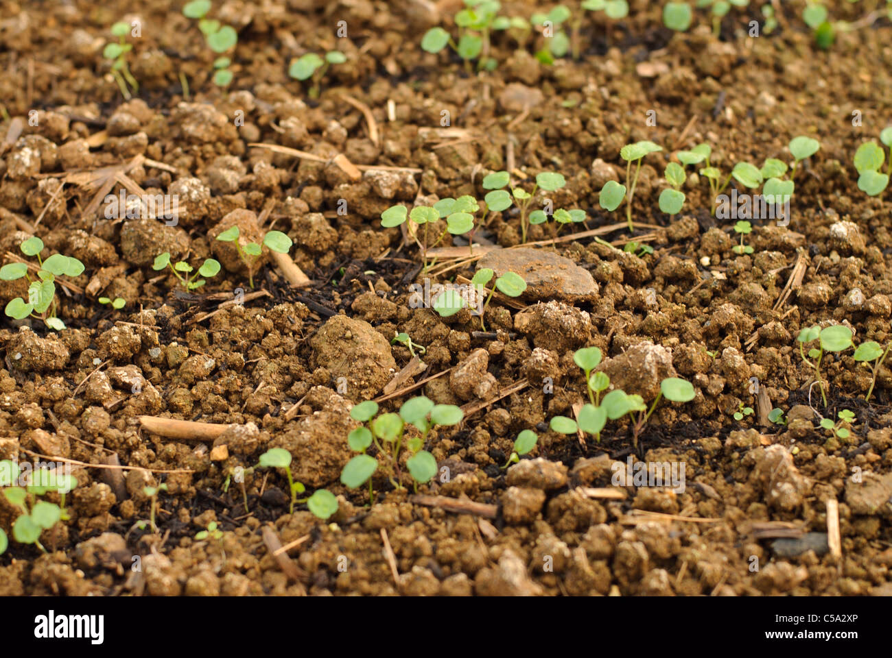 Are wasabi leaves edible?